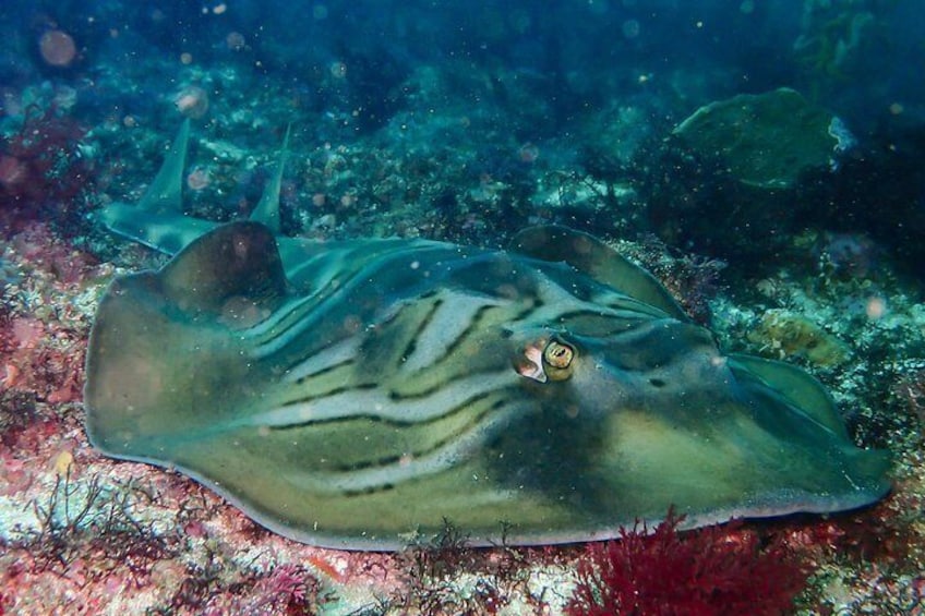 Fiddler Ray! 4