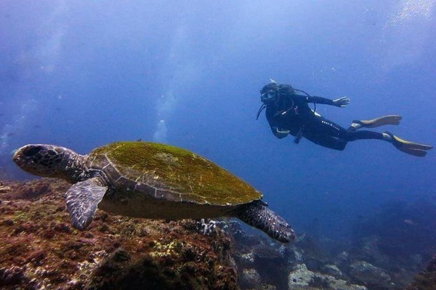 A diver and a sea turtle in clear blue water. 1