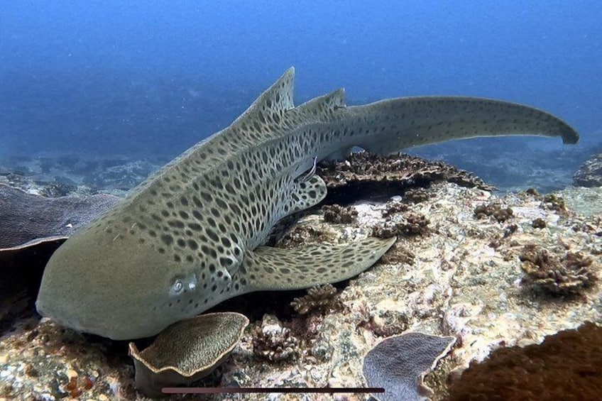 Leopard Shark - In summer months! 3