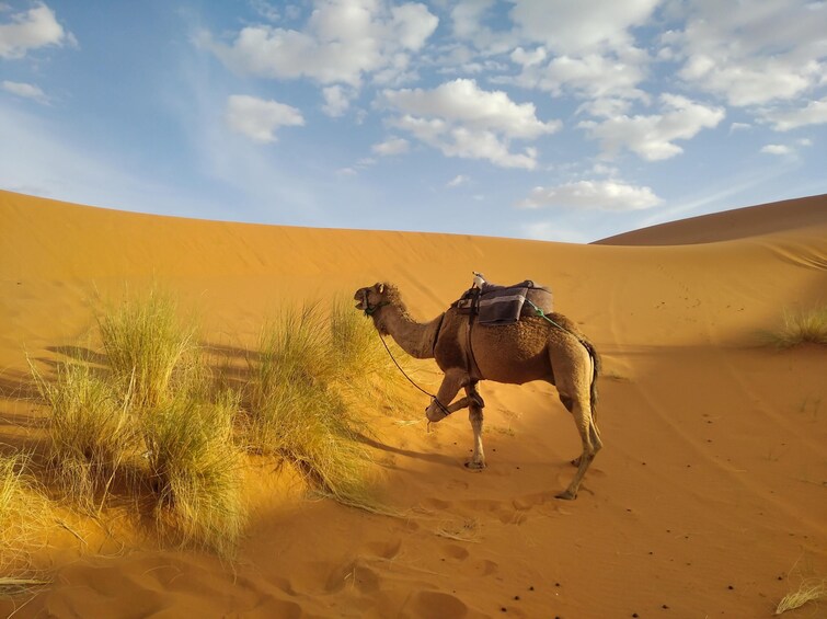 Abu Dhabi Desert Safari with BBQ dinner and Entertainment on Sharing Basis