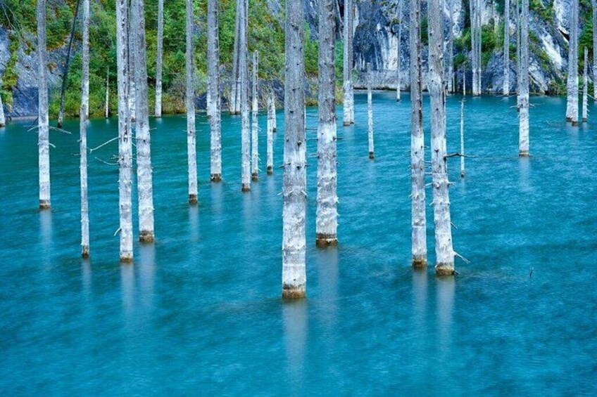 Ein Wald mit hoch aufragenden Bäumen, die in klarem, blauem Wasser stehen. 1