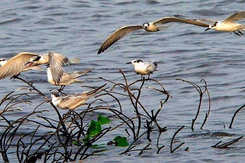 Fugle flyver over vandet og sidder på grene. 4
