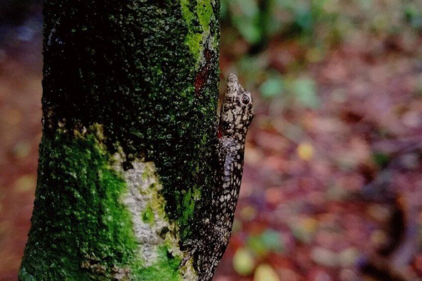 Un tronc d’arbre dont la surface est recouverte de lichens, et un petit animal, camouflé, partiellement dissimulé dans l’écorce. 5
