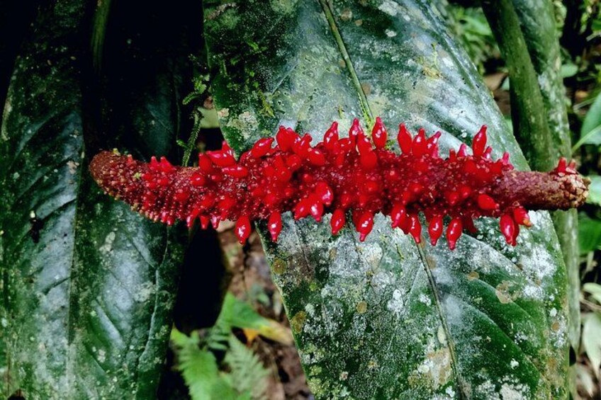 Une plante rouge, hérissée d’épines, avec une tige brune, sur un fond de feuilles vertes. 4
