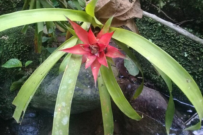 Une fleur rouge aux feuilles vertes, dans un environnement naturel. 3