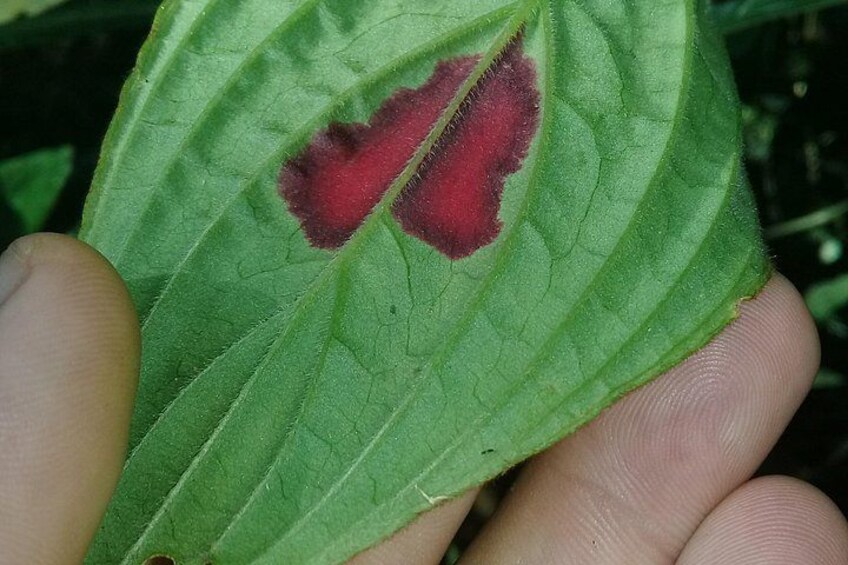 Une feuille avec une tache rouge foncé. 2