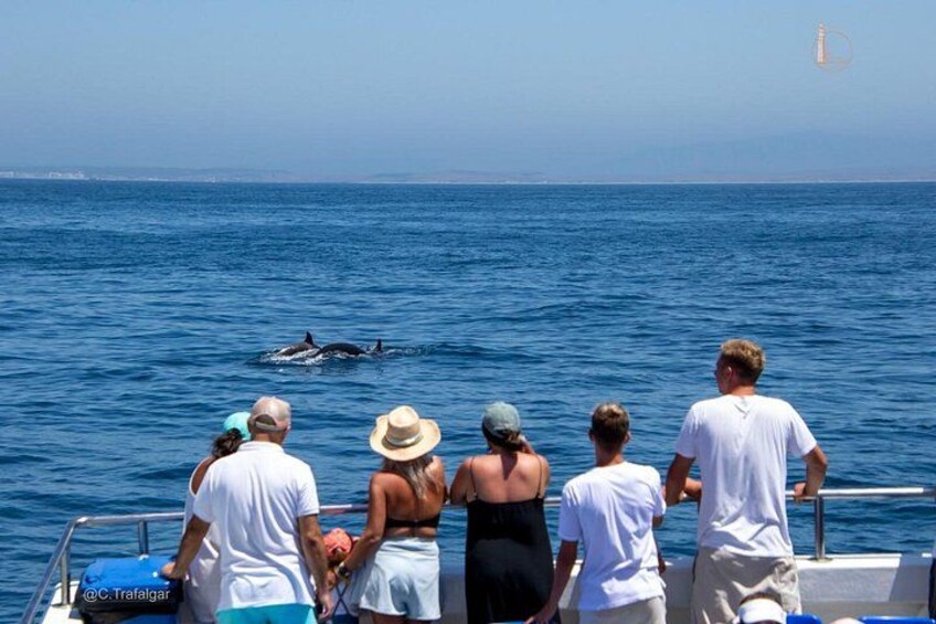 CETACEAN SIGHTINGS IN TRAFALGAR 1