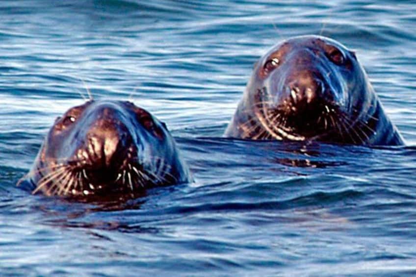 Whale Watching in Saint Andrews (NB) with Private Van Tour 2
