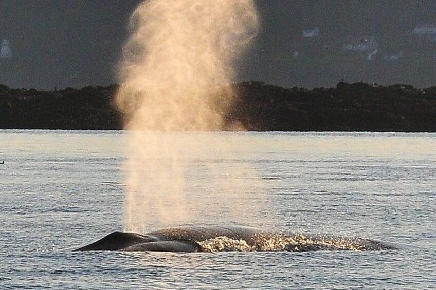 Whale Watching in Saint Andrews (NB) with Private Van Tour 3