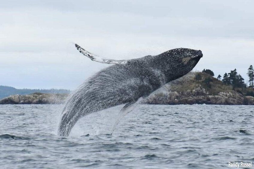 Whale Watching in Saint Andrews (NB) with Private Van Tour 4