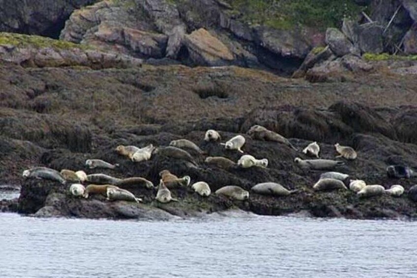 Whale Watching in Saint Andrews (NB) with Private Van Tour 2