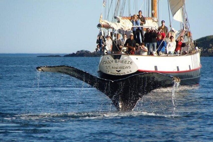 Whale Watching in Saint Andrews (NB) with Private Van Tour 5