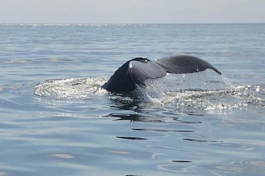Whale Watching in Saint Andrews (NB) with Private Van Tour 1