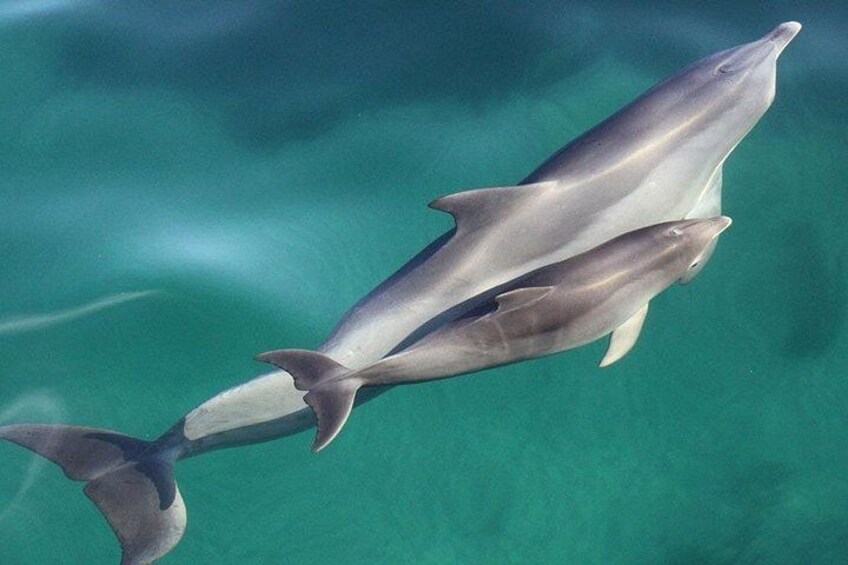 Wild Dolphin Watch in Glenelg 2