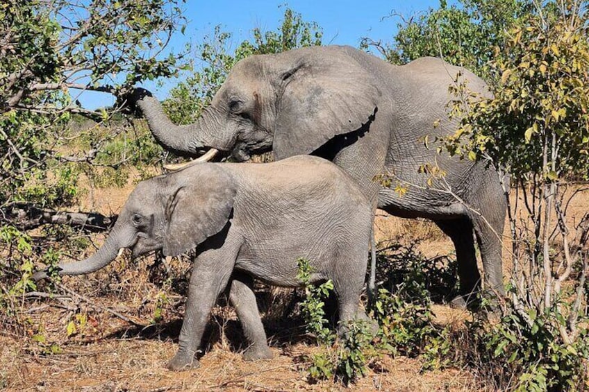 Two elephants in a natural habitat with sparse vegetation and trees. 2