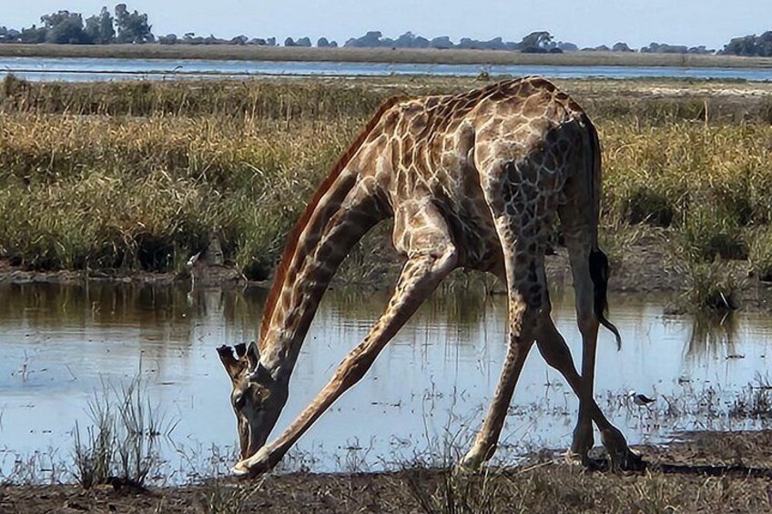 Unique Chobe Day Trip + Africa’s Quadripoint Border 4