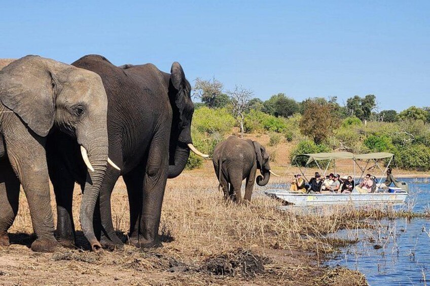 Unique Chobe Day Trip + Africa’s Quadripoint Border 3
