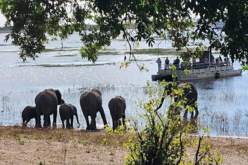 A group of elephants near a river with a boat in the background. 5