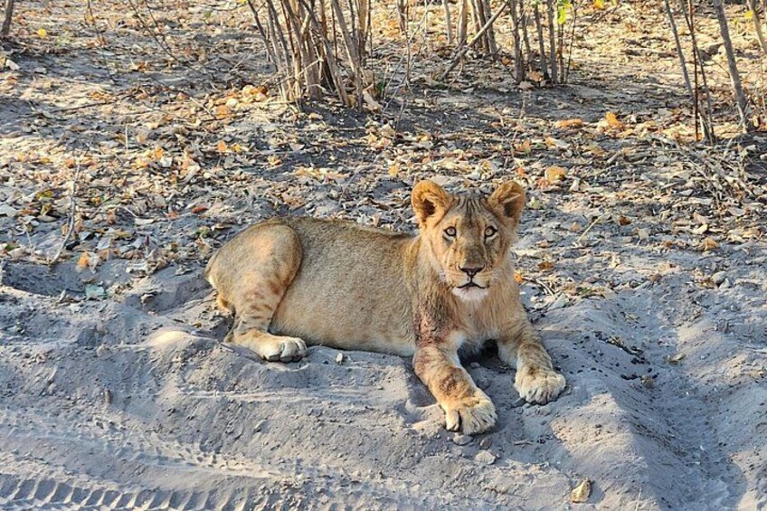 Unique Chobe Day Trip + Africa’s Quadripoint Border 5