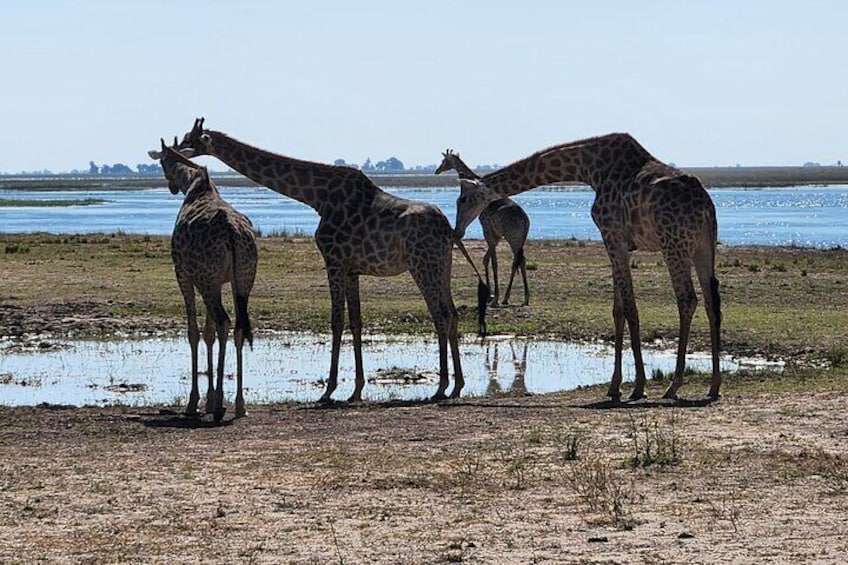 Four giraffes standing near a water body. 1