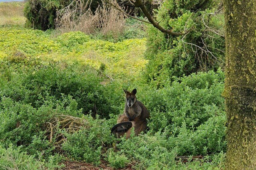 Kangaroo 2