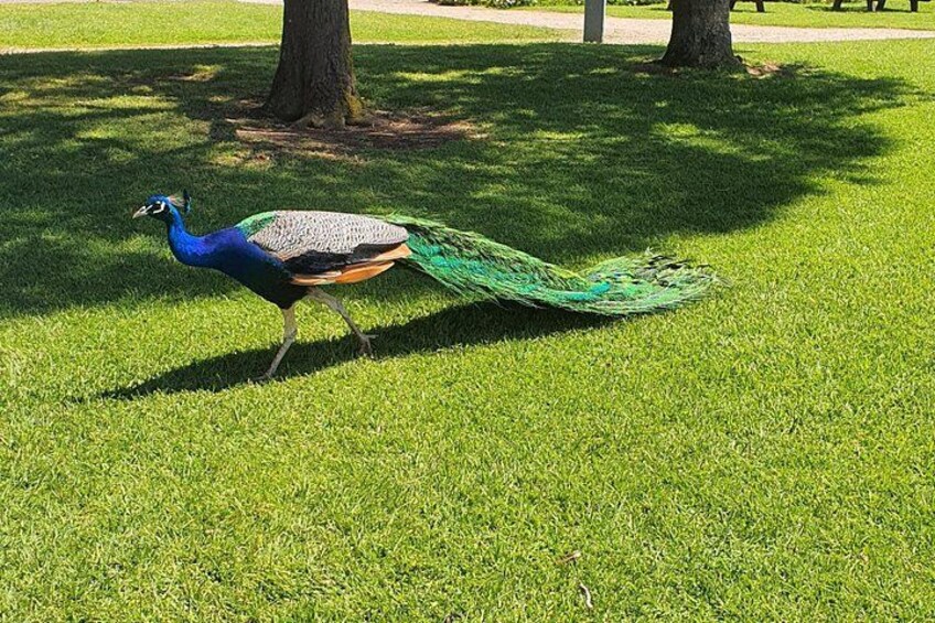 Peacock 3