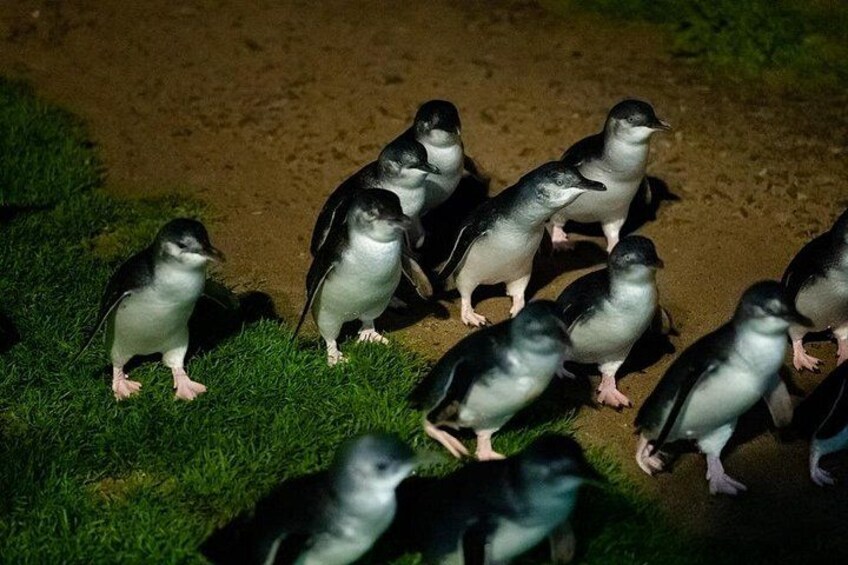 Penguins 2