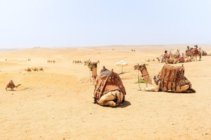 Camels resting in a desert landscape with people riding camels in the background. 3