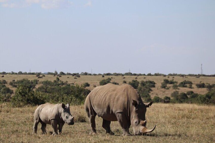 Ol Pejeta Conservancy Full Day Tour From Nairobi 5