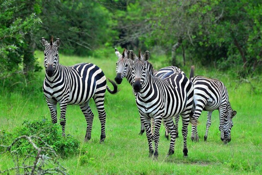 Zebre in un campo erboso con alberi sullo sfondo. 2