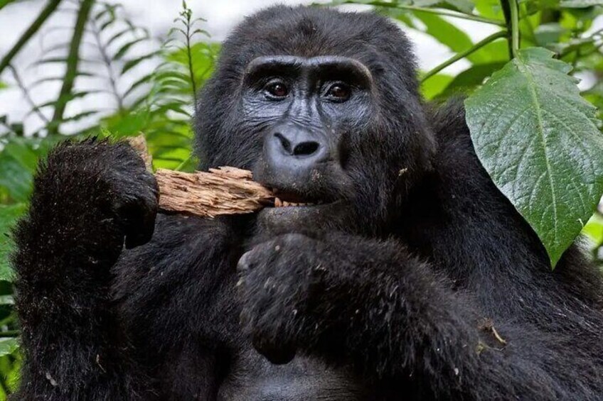 Un gorilla che tiene un pezzo di legno. 1