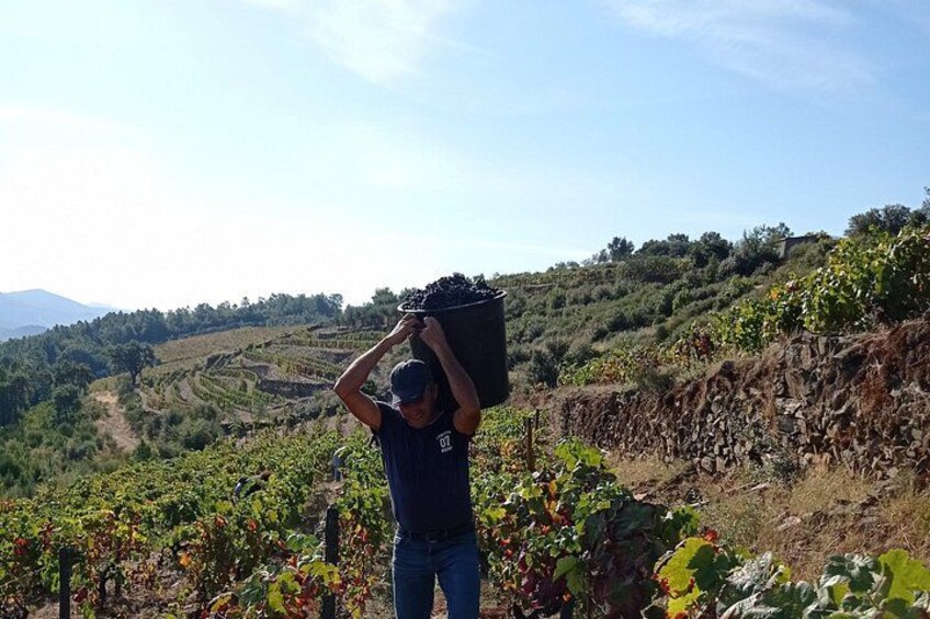 Visit Pinhão : Farm, Wine Tasting, Panoramic Cruise 2