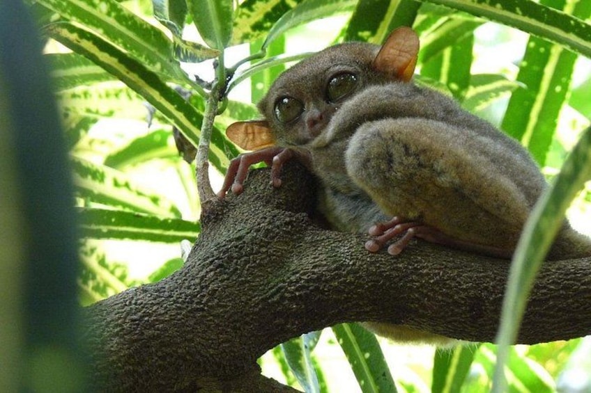 Bohol Choco Tour with Loboc River Lunch Buffet 2