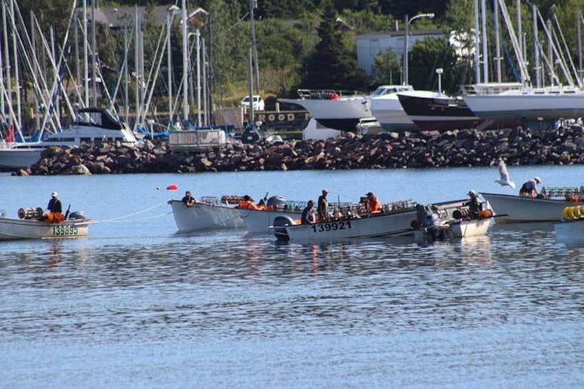 Conception Bay Tour Experience 2