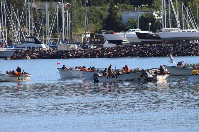 Conception Bay Tour Experience 2