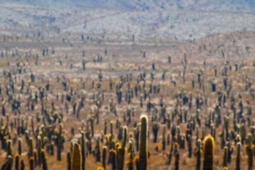 Paisaje desértico con numerosos cactus. 4