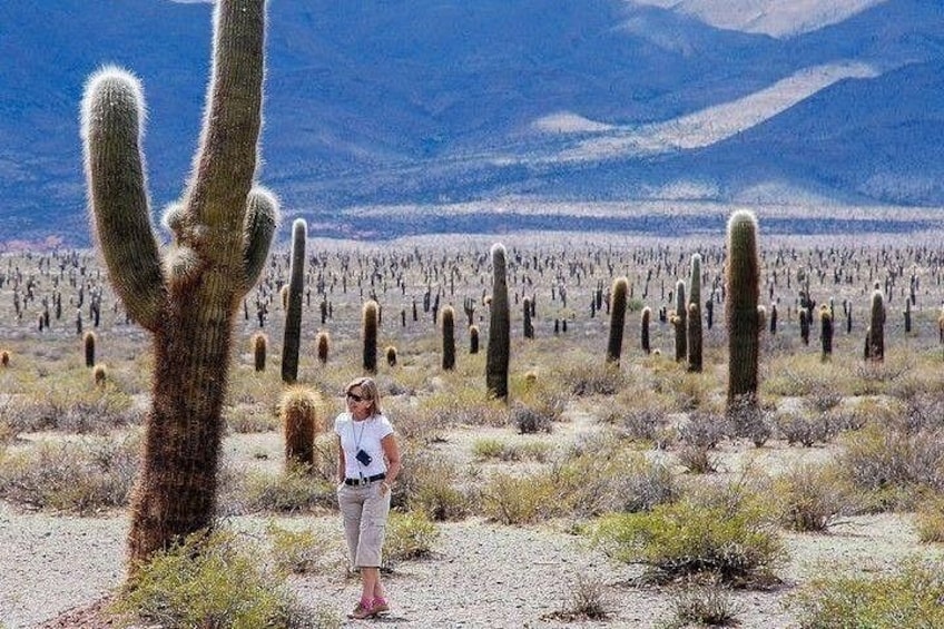 Tour to Cachi from Salta 1