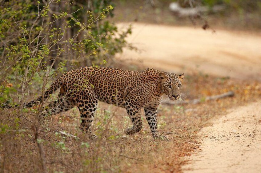 Best of Sri Lanka in 5 Days – Luxury Travel Package 4