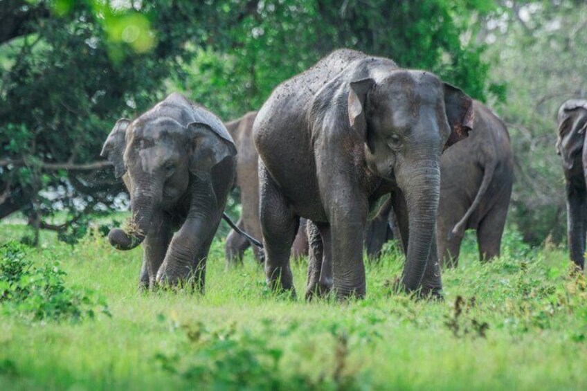 Best of Sri Lanka in 5 Days – Luxury Travel Package 3