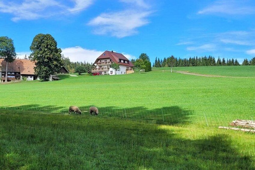 See typical Black Forest scenery 5