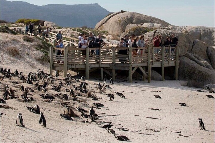 Cape Peninsula 4