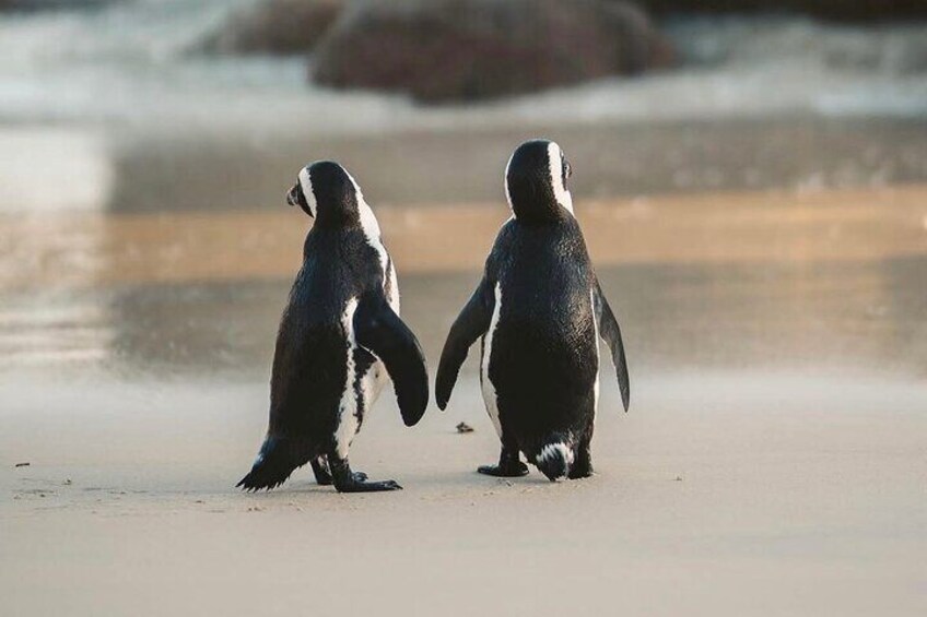 Cape Peninsula 3