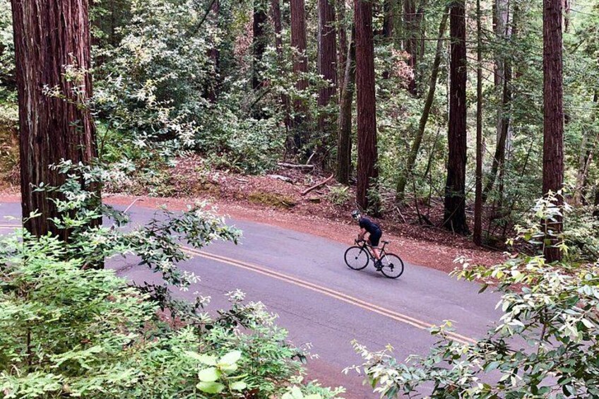 A cyclist on a paved road surrounded by tall trees in a forest. 2