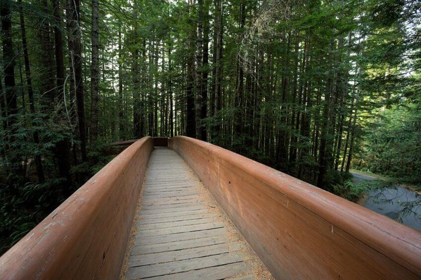 A wooden boardwalk through a dense forest. 5