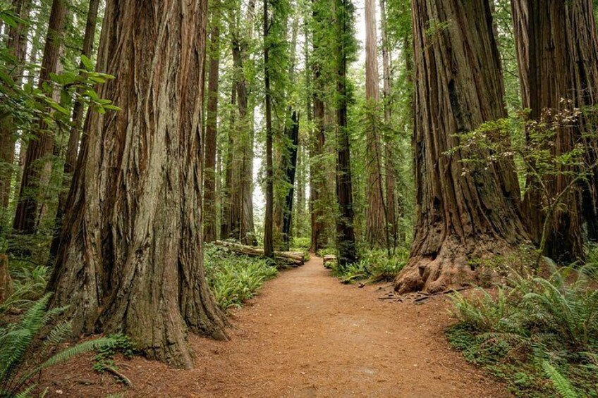 A forest path surrounded by tall trees. 3