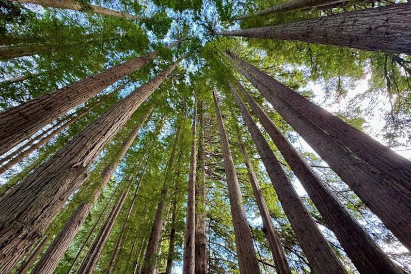 A forest of tall trees with a clear sky above. 4