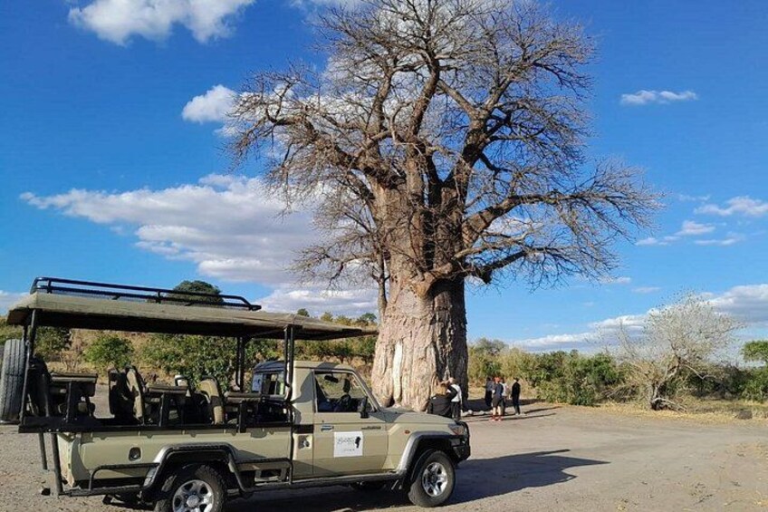Chobe's Unique Quadripoint Predator Safari: Lions Leopards & More 4