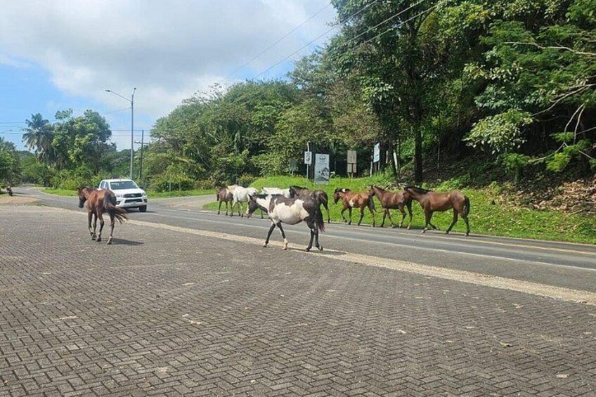 Een verharde weg met paarden, omringd door groen en een witte auto. 3