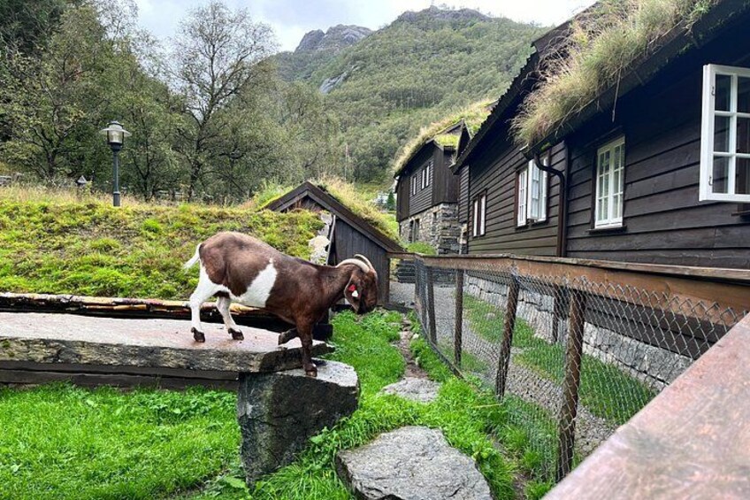 Experience Norwegian culture. 3