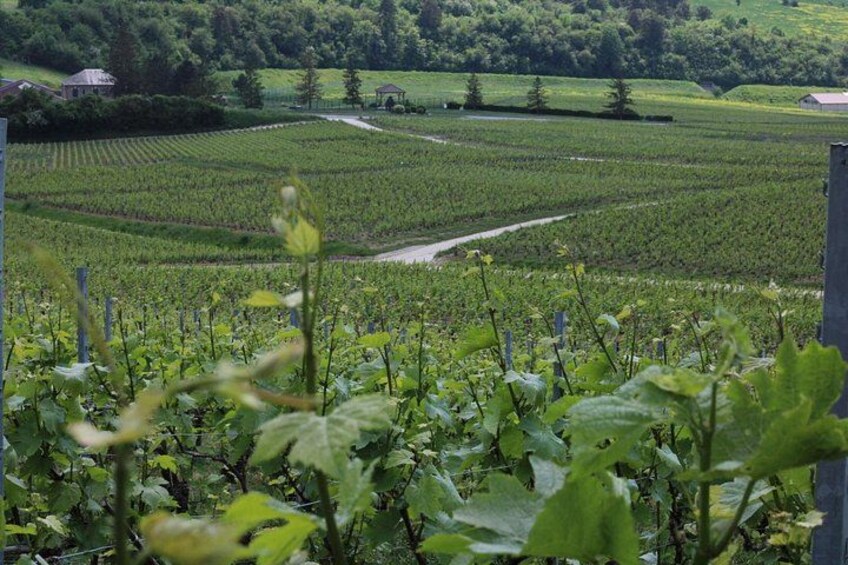 Check-out Reims: Discovery Vineyard and Tasting Champagne Coutant 4